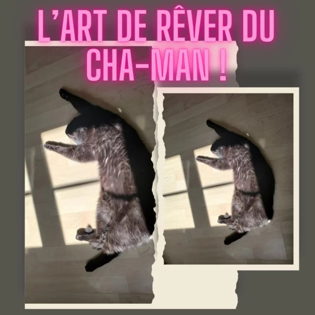 L'art de rêver : Intention, captation et lâcher prise !😻 #chat#chamanisme#rêve#artderêver